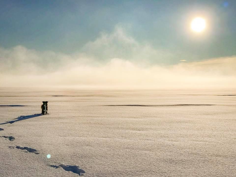 Fönebo, norra dellen, Hälsingland. Hunden Ben poserar vackert, hälsar Rebecca Crosson