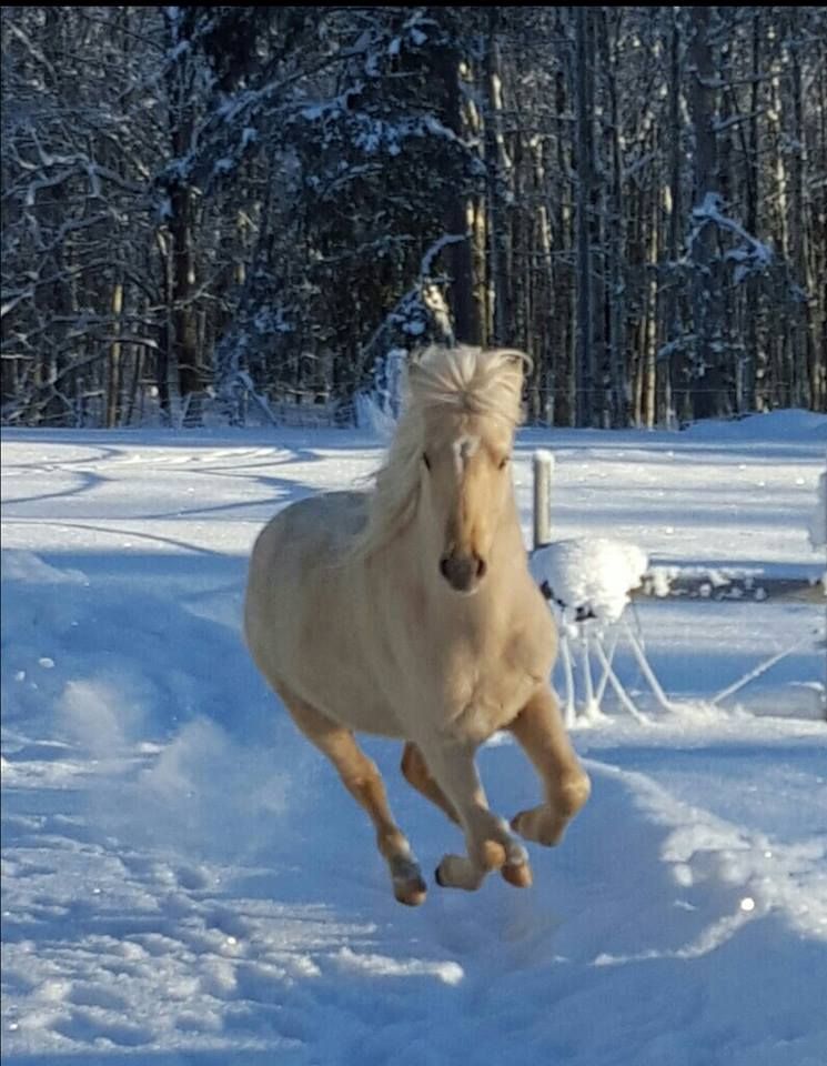 "Fotar den här galningen" hälsar Mia Svensson från om sina januari-aktiviteter.