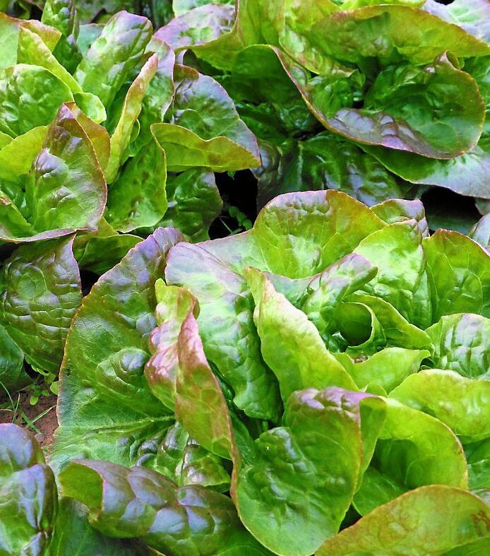 Rougettesallat ’Catelaine’ är riktigt söt.