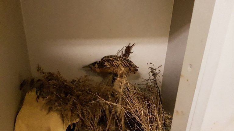 Fågeln har fått speciell inredning med en ombonad specialbur med vass och högt gräs, i blomlådor och en korg.