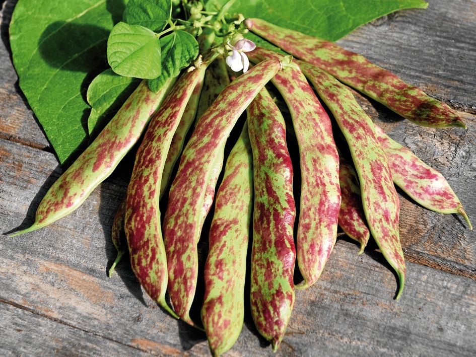 Borlottoböna 'Sanguigno 2' ger vackra rödspräckliga baljor och bönor. Späda baljor är trådfria och äts hela. Mogna bönor kan tillagas färska eller torkas och sparas. Så på friland i maj-juni när jordtemperaturen är minst 15 grader eller så inomhus någon månad tidigare. Höjd 120 cm. Ekofrö. .