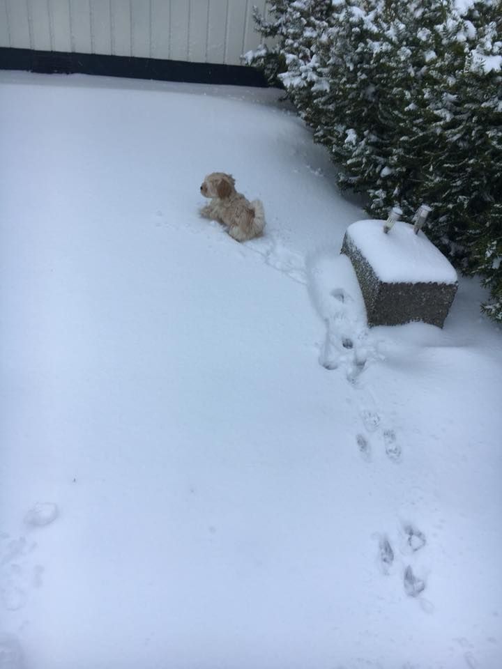 Pia Persson skriver: Max 9 veckor på första ”snöpromenaden” utanför huset. Lite besvärligt men väldigt roligt tyckte han. Ulricehamn Västergötland