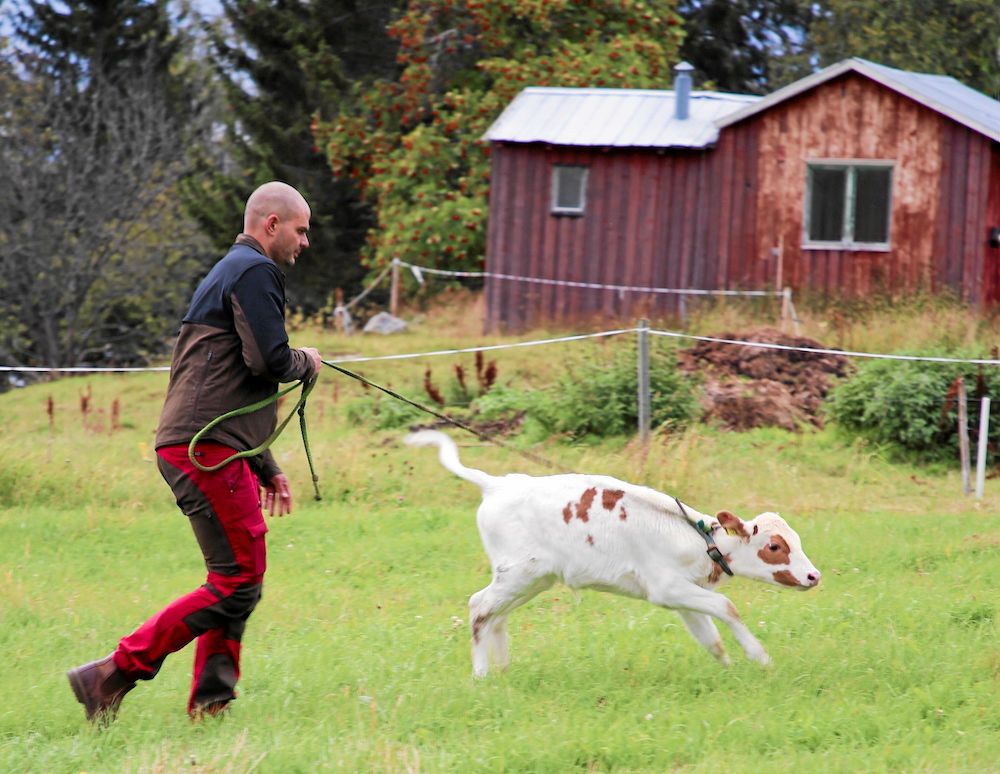 Erik med tjurkalven Olle av rasen fjällko som får komma ut och busa av sig.