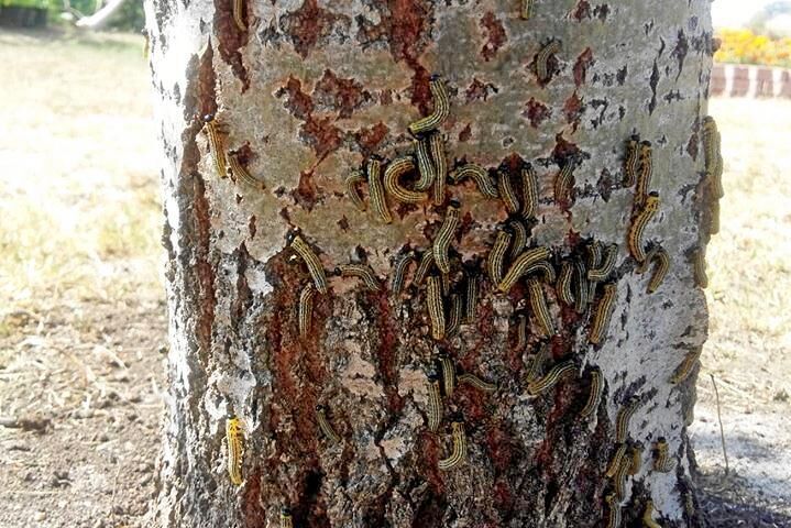 Även till stammen på en asp har björkstekeln tagit sig.