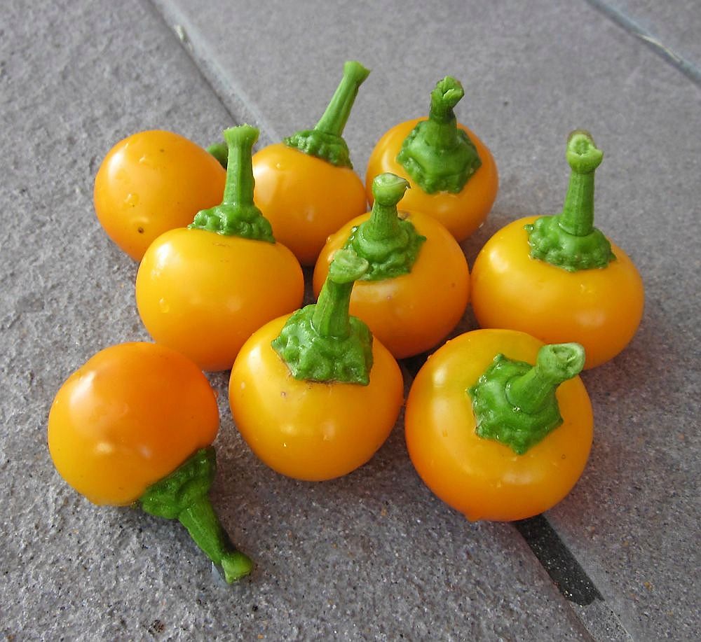 Chili ’Papecchia’ är en peperoni, från italienska Kalabrien. Liten, rund och lätt att fylla.