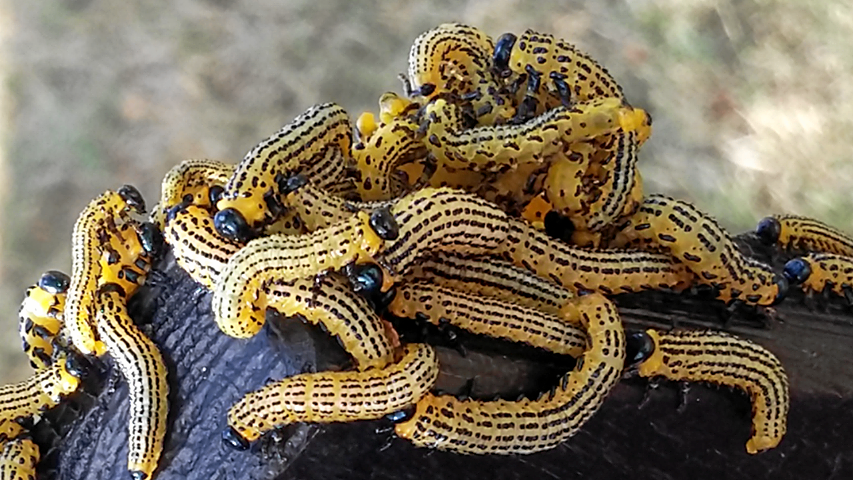 Under sensommaren och hösten letar de sig ner mot gräset.