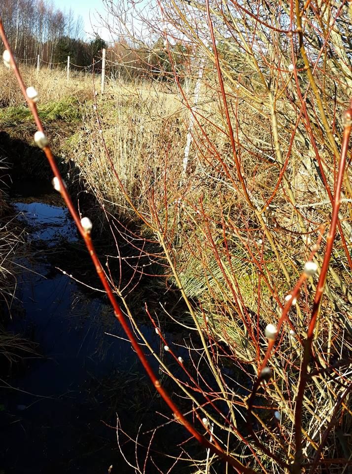 En vårpromenad? Nej, en januaripromenad! Fotat av Heljä som bor i Sund, Åland