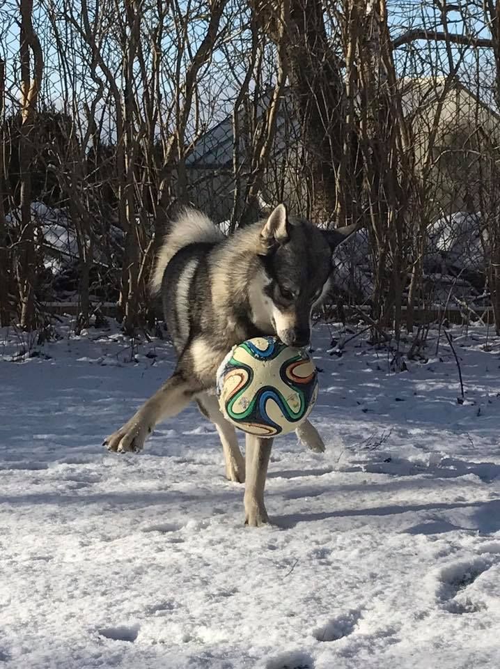 Alldeles lagom mycket på Bjärehalvön för att kunna busa i trädgården.