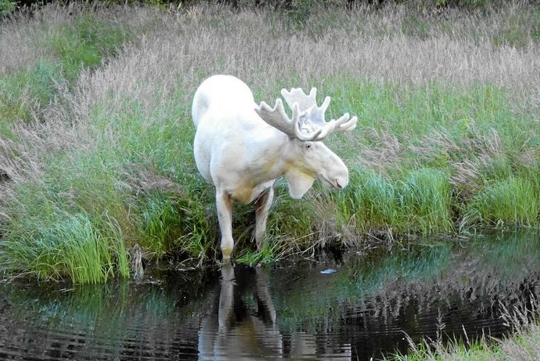 Ferdinand, Värmland.