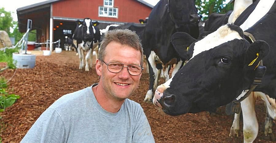 Örjan Ivansson med några av sina 70 kor på Rugstorps gård.