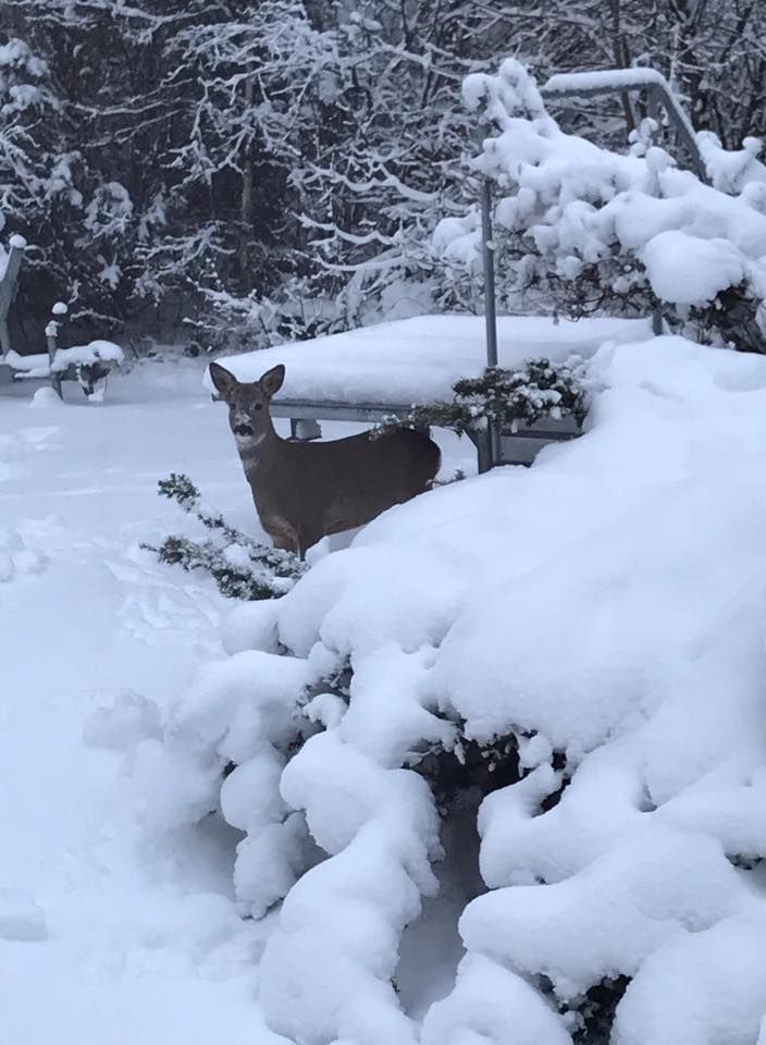 Estera Kozdron har tagit den fina bilden på ett litet rådjur.