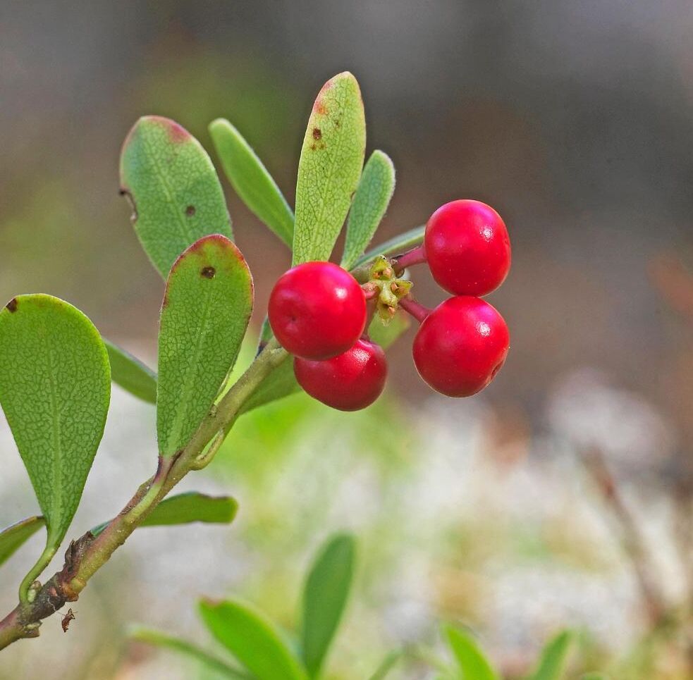 Plattrunda mjölonbär.