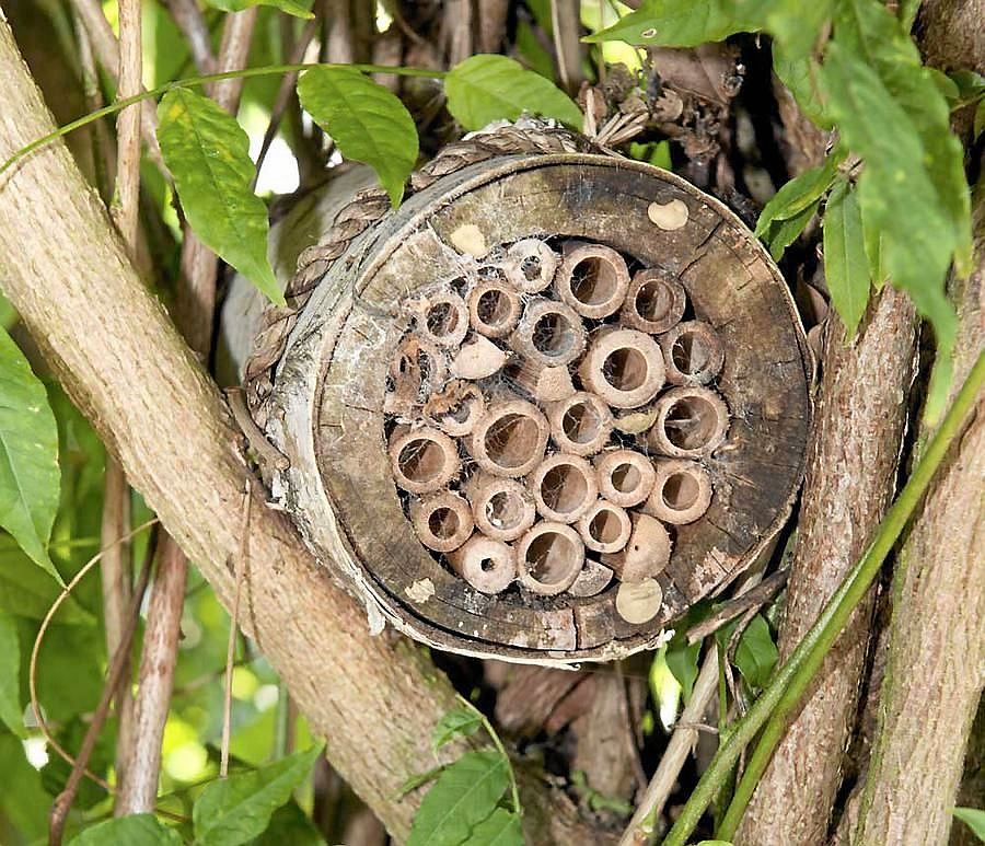 Bibatteri kallas denna variant.