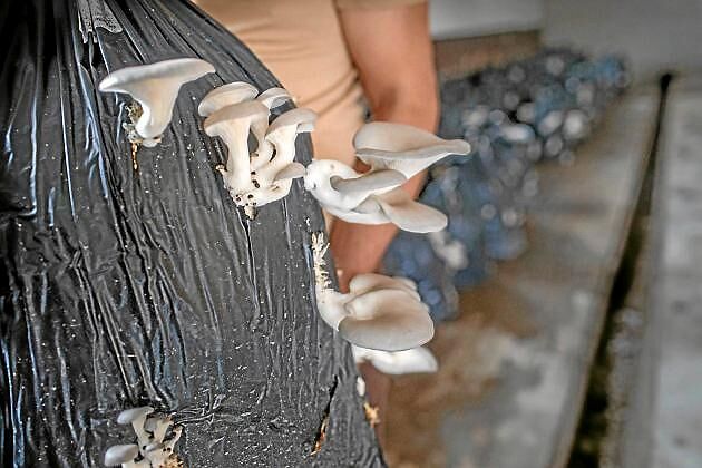 Ostronskivlingen trivs i odlingspåsarna vid Grönt Centrum vid Lövsta på Gotland.