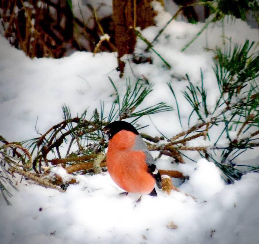 Marianne Larsson brukar fota fåglar av olika slag i januari!