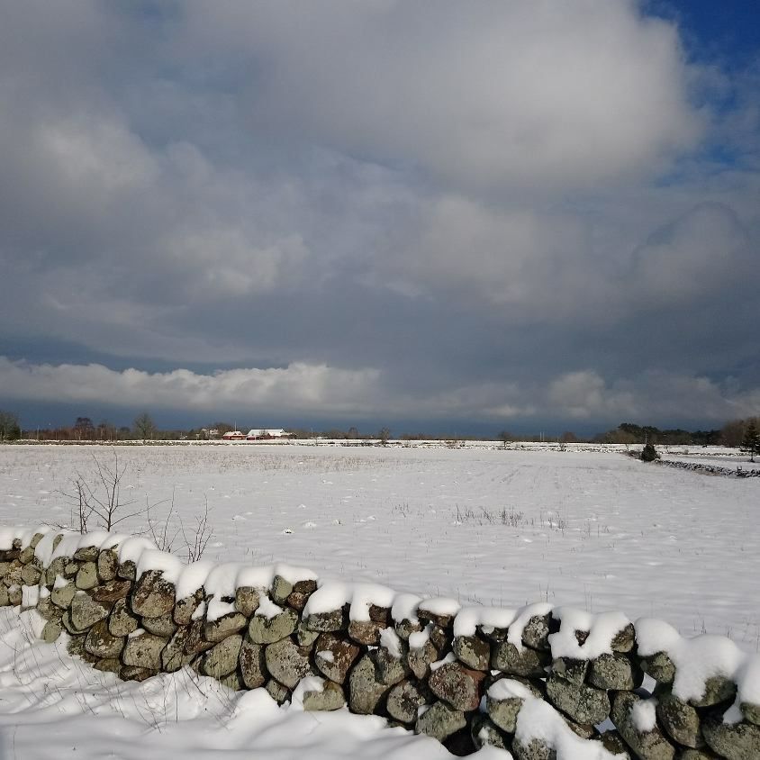 Torbjörn Gustavsson skickar bild från norra Öland. Fridfullt!