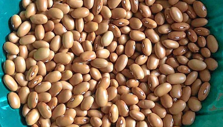 Emigrantbönan ska nu förökas och sparas för framtiden i den Nordiska genbanken.