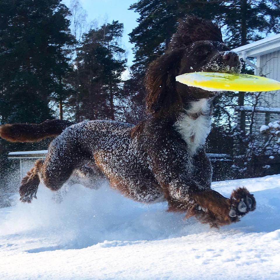 Anna Ross skickar hälsningen: Inget är bättre än kombinationen pudersnö och frisbee tycker vår hund Woody!