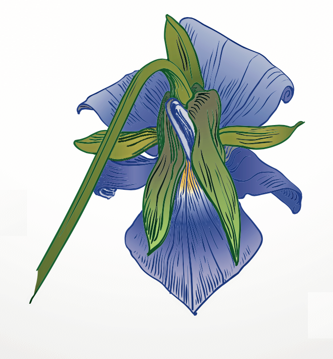 Baksidan visar orättvisan. Foderbladen delas olika mellan kronbladen.