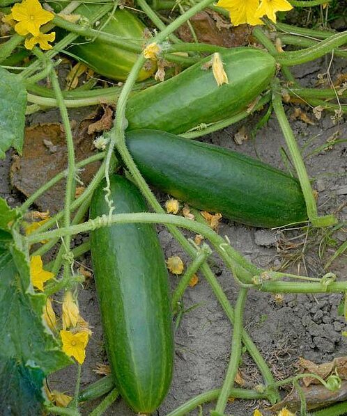 ’La Diva’ är liten, söt och kan odlas på friland.