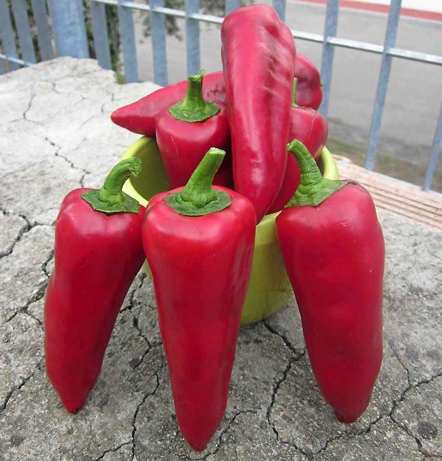 Chili ’Pizzullo’ har en mild, god smak.