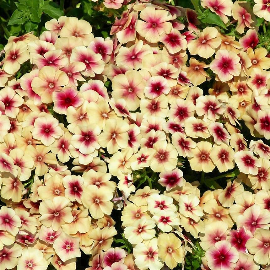 Som ett solblekt fotografi är fina floxen ’Cherry Caramel’.