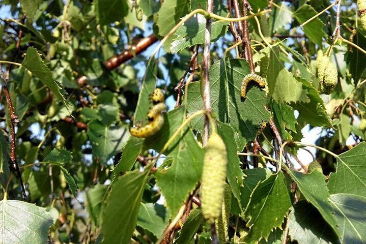 Blåsvarta björkstekeln angriper främst björkar.