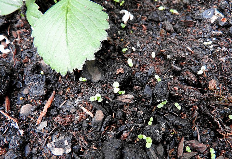 För att bli av med aspgroddarna gäller det att rensa bort dem innan de får större rötter.