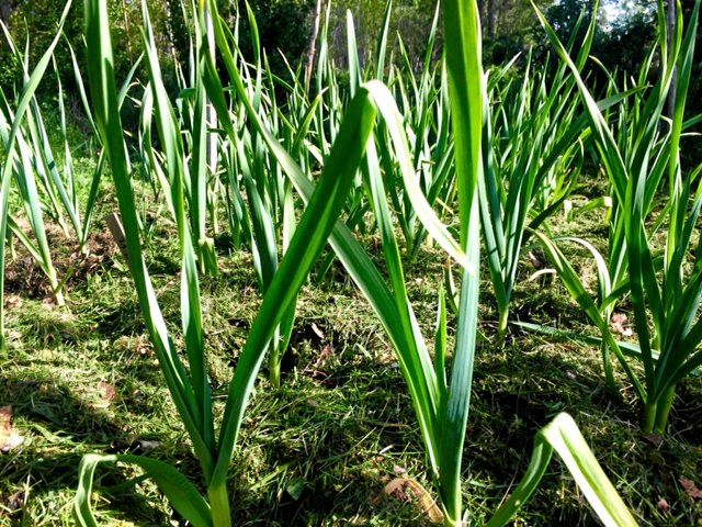 Lök i täckodling. Täckt och torktåligt.