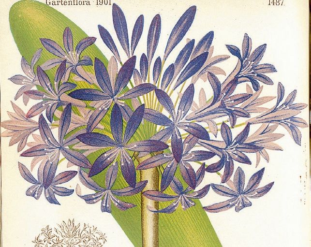Agapanthus kallad också Afrikas lilja.
