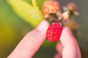 Hallon? Okej att plocka i skogen.