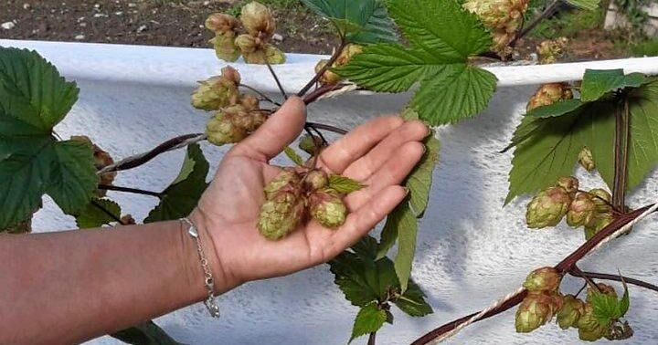 Sorten Böle har röda stammar och kottar med röd anstrykning på fjällen.