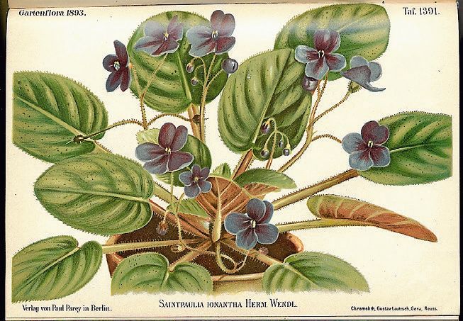 Saintpaulian finns i många färger. Från början bara blå.