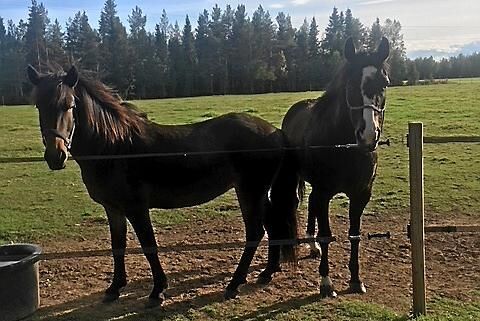 Familjens hästar följer med i flytten.