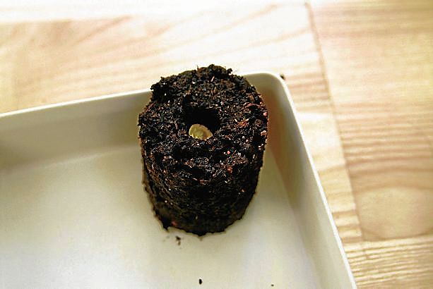 Boll med frö. Nu börjar odlingsäventyret.