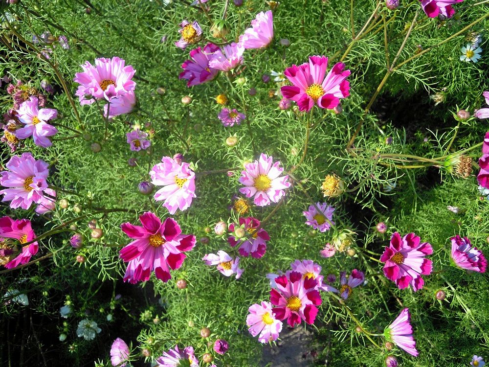 Rosenskäran 'Cosmos Sea Shells' har kronblad som små trumpeter.