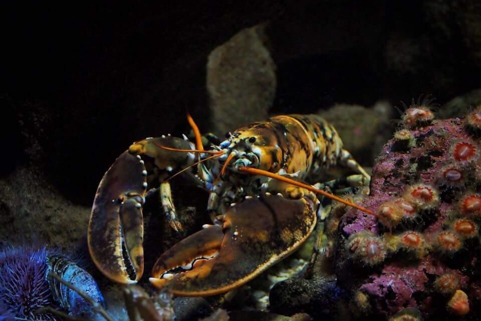 Troligen är det genetiska faktorer som gör att skalet får den ovanliga teckningen.
