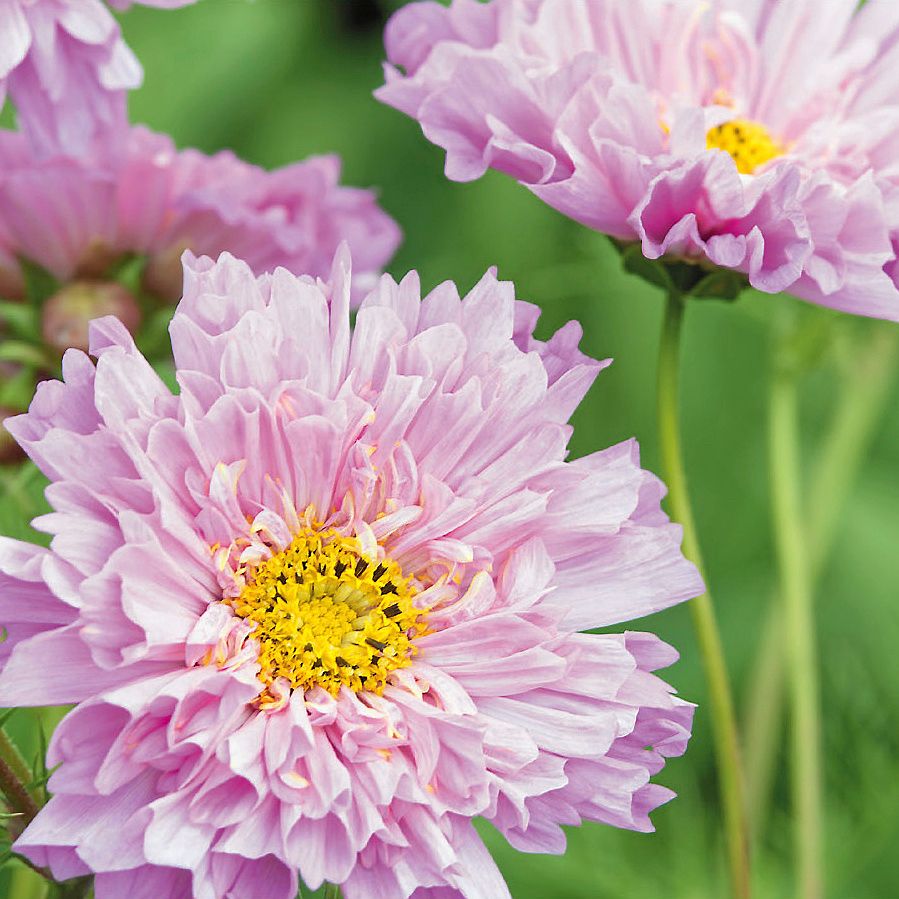 Rosenskäror ger väldigt många blommor per sått frö.