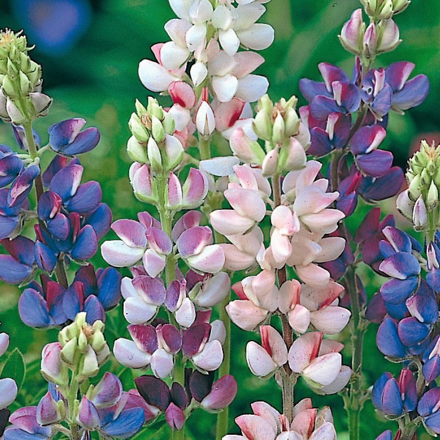 Dvärglupin är till skillnad mot blomsterlupin inte alls invasiv.