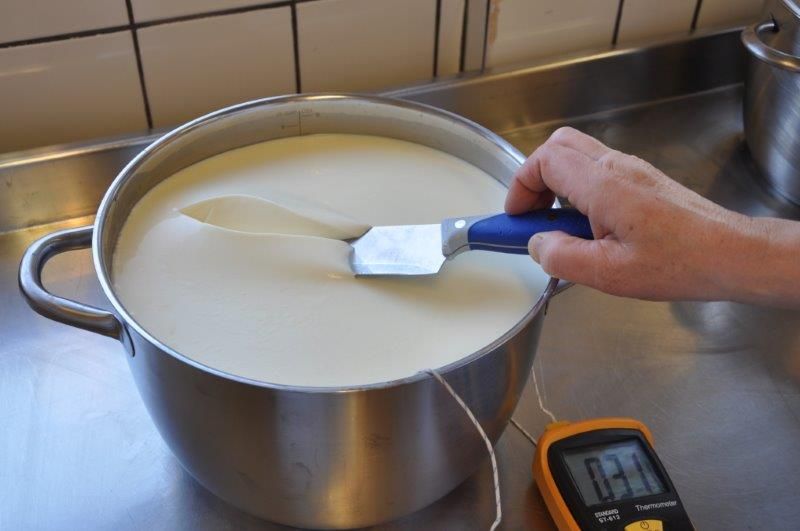 Brytprov. När mjölken koagulerat så kan man göra ett brytprov. Det går till så att man gör ett snitt, som på bild- en, sen stickar man in kniven under snittet och lyfter lite lätt. Snittet skall då fortsätta att dela sig framåt