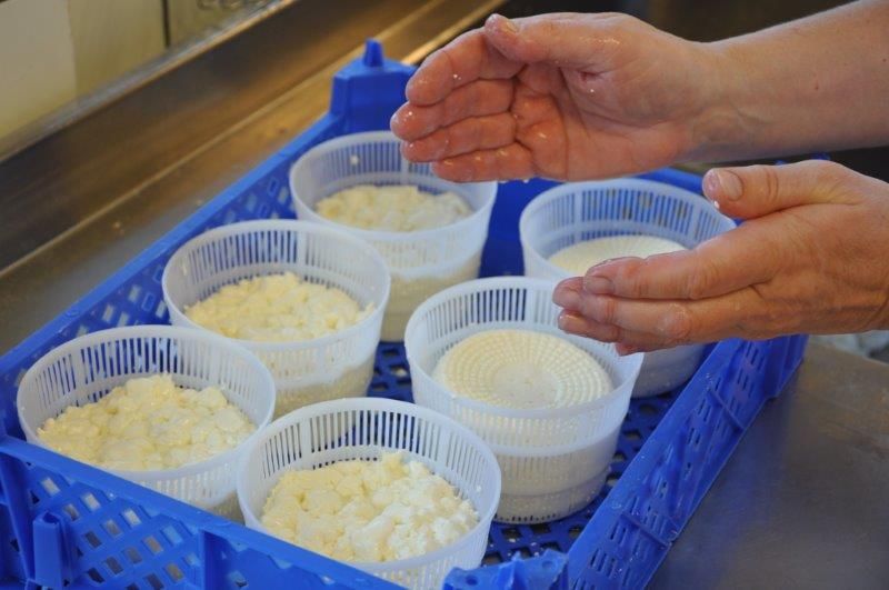 Låt ostarna stå i rumstemperatur över natten och rinna av. Salta ostarna dagen efter. Strö ett tunt lager finsalt runt om osten. Ställ dom att suga upp salt och rinna av ytterligare i kyl eller sval.