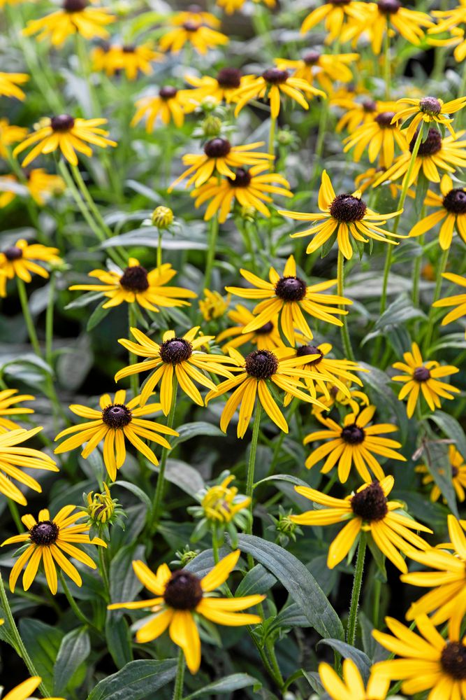 Den blomrika lilla strålrudbeckian ’Little Gold Star’ passar fint i framkanten av rabatten eller planterad i kruka.