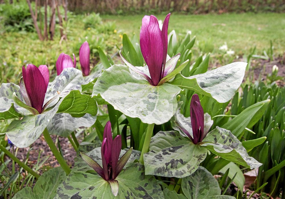 En pampig trillium blommar i Marianne Eeks trädgård.