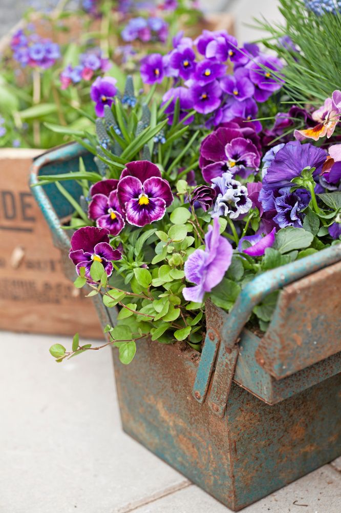 Verktygslådan full med skira blommor.