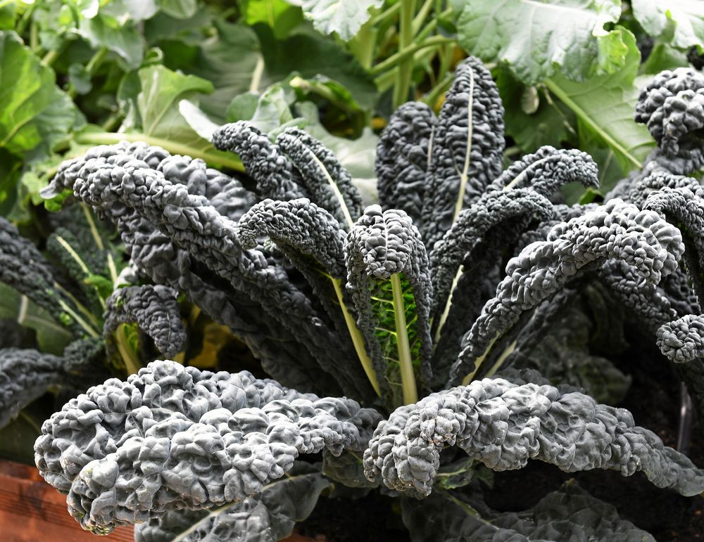 Palmkål ’Yurok’ F1 är snabbväxande och köldtålig.