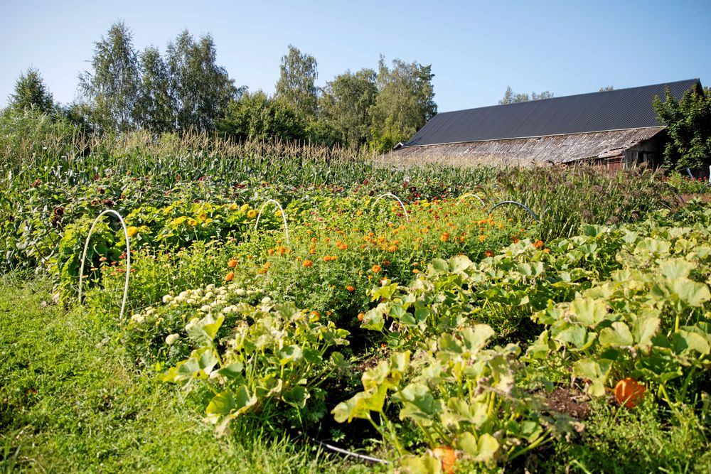 Plantorna står tätt och skördas ofta på deras intensivodling på bara 1500 kvadrat.
