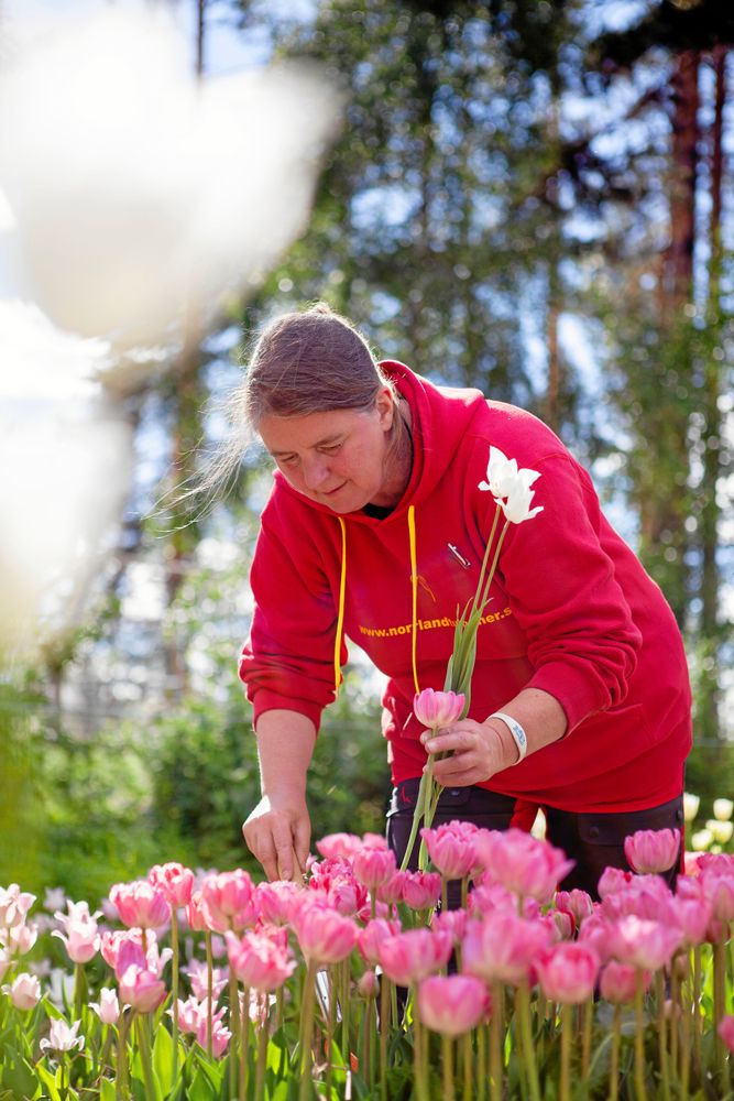Caroline känner att ödet förde henne hit. Hon bytte toppkarriären i Tyskland, och sorgen efter sin förre man, mot ett lyckligt liv på den norrländska landsbygden.