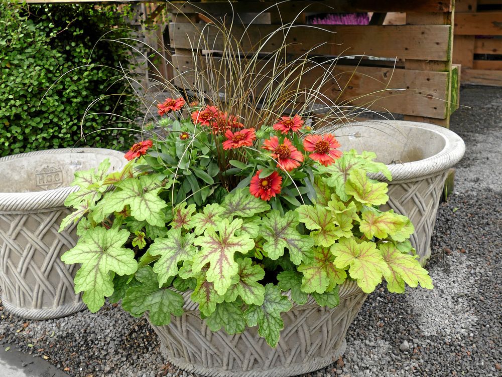 Rost och lime i låg kruka.