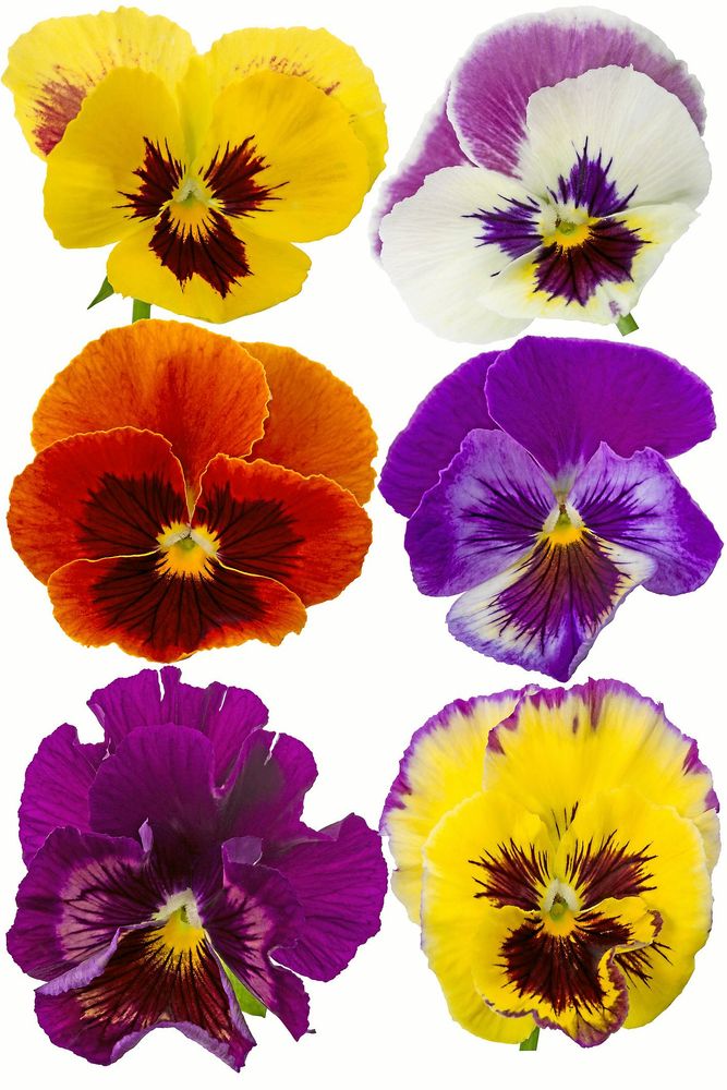 Den klassiska Viola x wittrockiana finns i massor av färger.