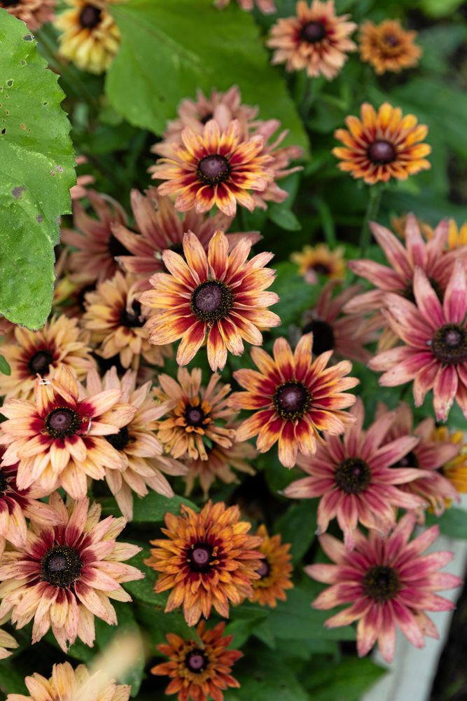 Sommarrudbeckian ’Sahara’ bjuder på en fräck färgpalett, från smutsrosa till kombinationen rost och ljusgult.